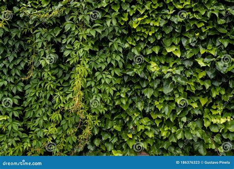 Wall Covered With Beautiful Green Leaves Stock Image Image Of