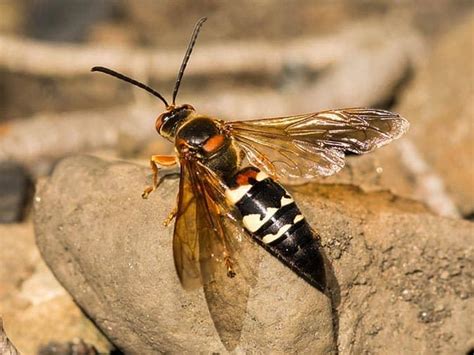 Cicada Killer Wasp Male