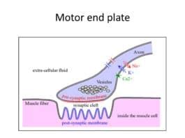 Motor end plate-Definition, Structure, Function & Diseases