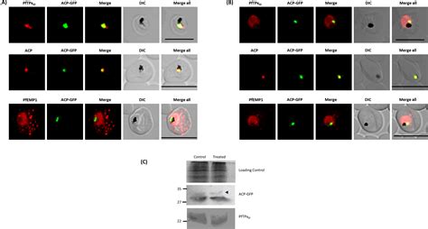 Membrane And Luminal Proteins Reach The Apicoplast By Different Trafficking Pathways In The