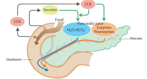 Pancreatic Secretion Usmle Strike