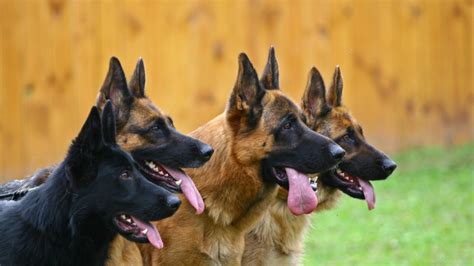 german shepherd bite force allgshepherds
