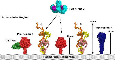 Comparison Of The Molecular Dimensions Of The Extracellular Regions Of