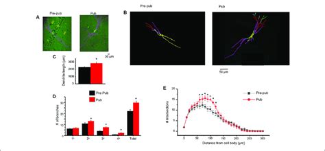 Dendritic Branching Of Pv Interneurons In Ca1 Hippocampus Is Download Scientific Diagram