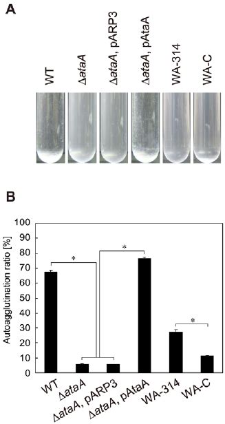 Autoagglutination Assay Of Acinetobacter Sp Tol 5 Its Derivatives