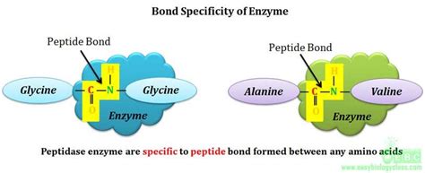 What Is Enzyme Substrate Specificity Easybiologyclass