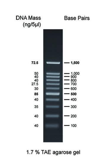 100 Bp DNA Ladder Edu Svet Gob Gt