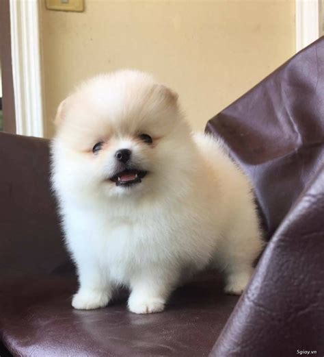 Baby pomeranian for sale ! | 5giay