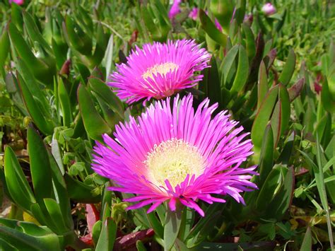 Carpobrotus Edulis