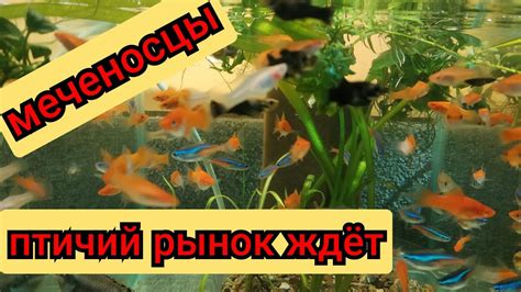 Белые мечи😍 - YouTube