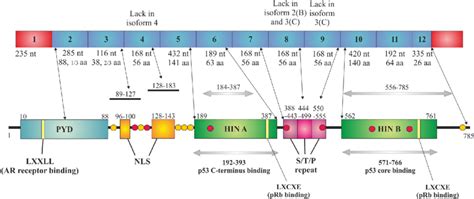 Schematic structure of IFI16 gene and protein organization. The numbers ... 