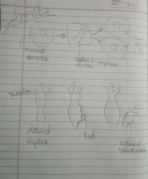 Explain The Methods Of Asexual Reproduction In Hydra And Amoeba Give Diagram To Support Your