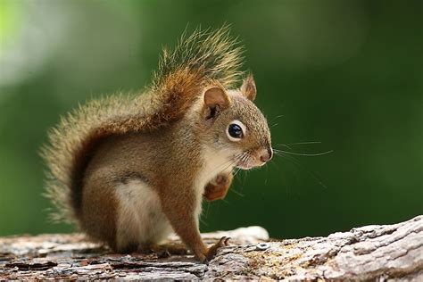 5 Types of North American Squirrels - WorldAtlas.com