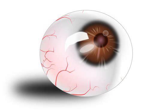 40000 Kostenlose Auge Anatomie Und Auge Bilder Pixabay