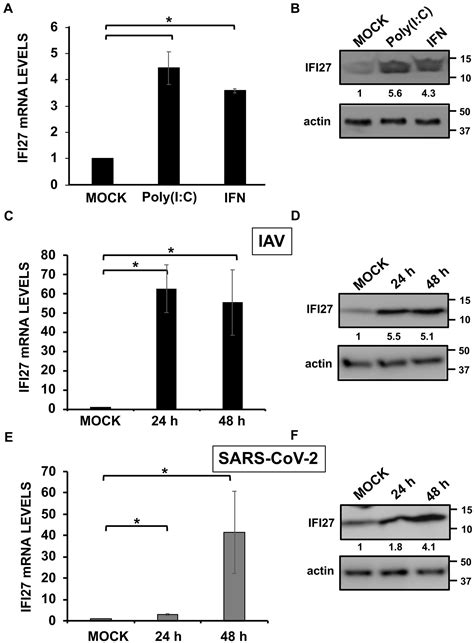 Frontiers The Ifn Stimulated Gene Ifi Counteracts Innate Immune