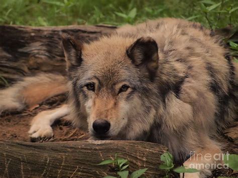 Resting Wolf Photograph By Frank Piercy