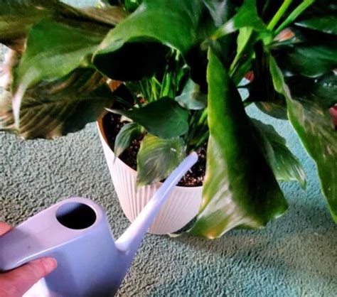 Peace Lily Care Indoors How To Grow Peace Lily Spathiphyllum