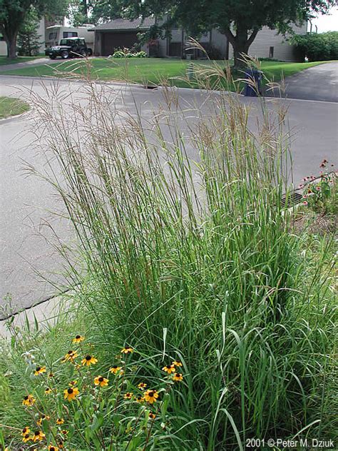 Andropogon Gerardii Big Bluestem Minnesota Wildflowers