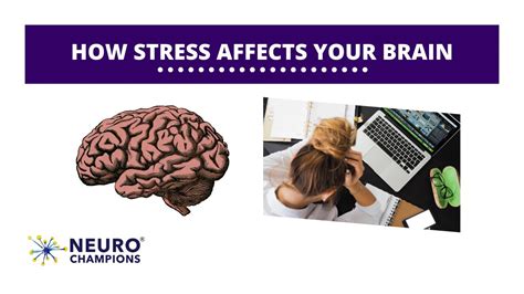 How Stress Affects Your Brain