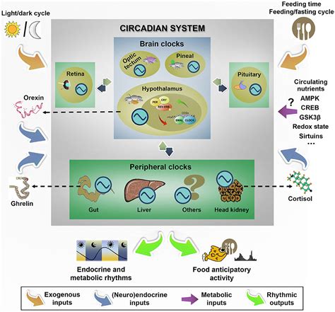 Frontiers Hypothalamic Integration Of Metabolic Endocrine And