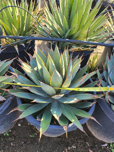 Agave Blue Glow — GDNC Nursery