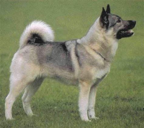 Норвежская лайка (элкхаунд, лосиная лайка, Norwegian Elkhound, Norsk ...