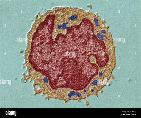 Lymphocyte Coloured Transmission Electron Micrograph TEM Of A