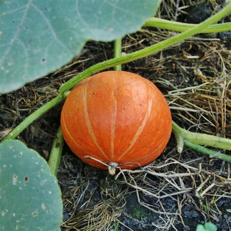 Squash Uchiki Kuri Premier Seeds Direct