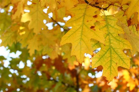 Yellow Oak Leaves Natural Texture Picture Image 6685667