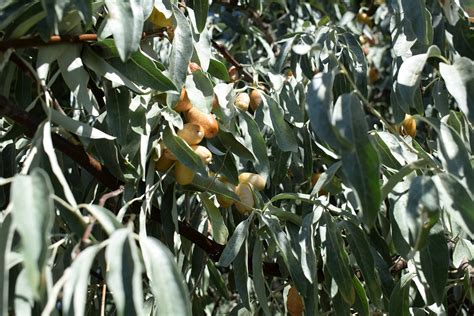 Jigida Jida Goof Plant - Free photo on Pixabay - Pixabay