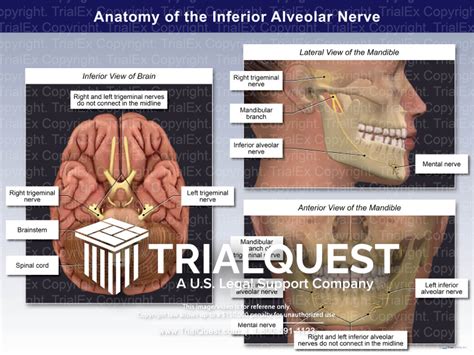 Anatomy Of The Inferior Alveolar Nerve Trial Exhibits Inc