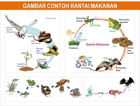 Gambar Dan Penjelasan Piramida Rantai Dan Jaring Makanan Freewaremini