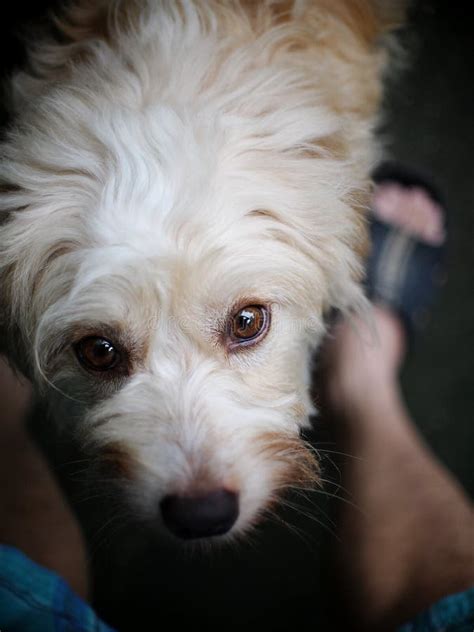 Lovely Dirty Long Hairy White Fur Cute Fat Dog Sitting on Cold Dark ...