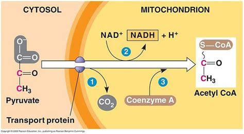 Solved Part B Acetyl Coa Formation In Acetyl Coa Formation The