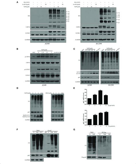 NiPT Inhibits DUBs USP14 And UCHL5 And Promotes The Cytosolic