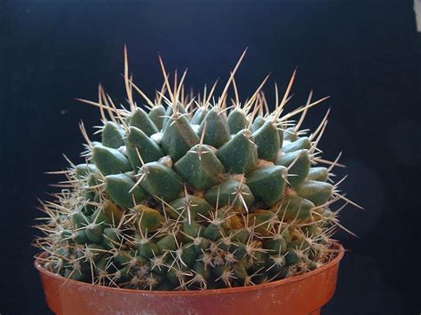 Identification Mammillaria