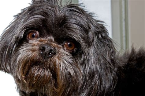 Black Shih Tzu stock photo. Image of grey, fluffy, animal - 4510350