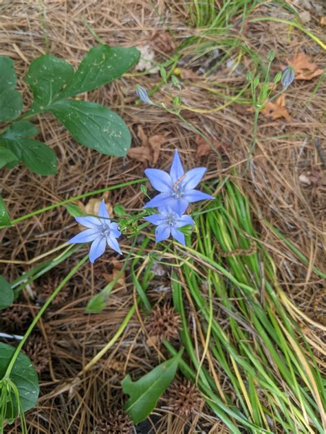 Brodiaea (Cluster Lily, Fool's Onion, Grass Nut, Pretty Face ...