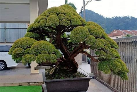 A Bonsai Tree In A Pot On A Patio Next To A Fence And Car