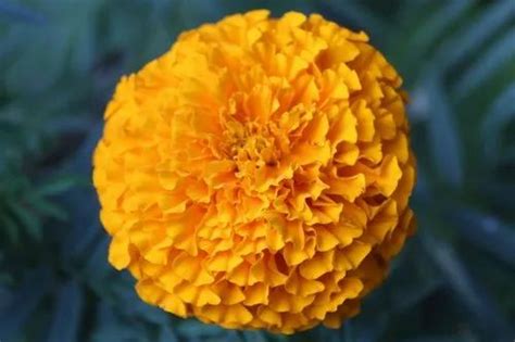 Dried Orange Marigold Seeds, For Agriculture, Packaging Type: Packet at Rs 750/pack in Nainital