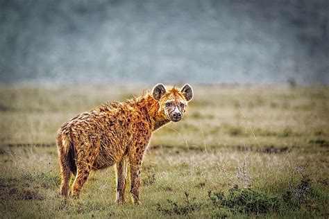 Leopard vs Hyena Fight Comparison- who will win?