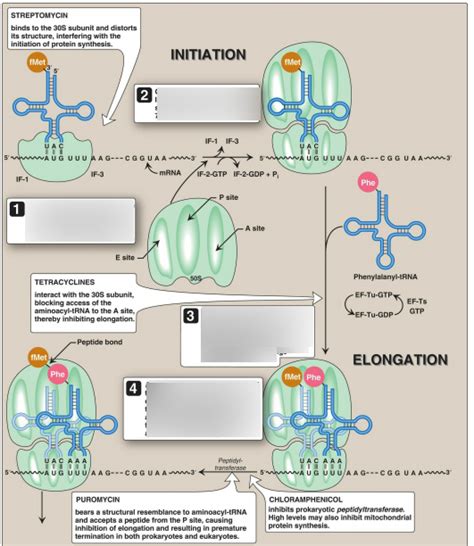 Protein Synthesis Part 1 Diagram Quizlet