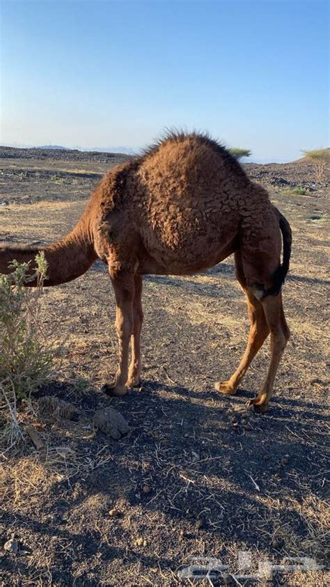 جمل حمر ادهم مشروط وانتاجه فالصور موقع حراج