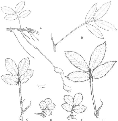 Figure 28 From Taxonomy Of The Genus Arachis Leguminosae Semantic