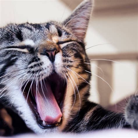 Cat Yawning 1920 Baldivis Vet Hospital