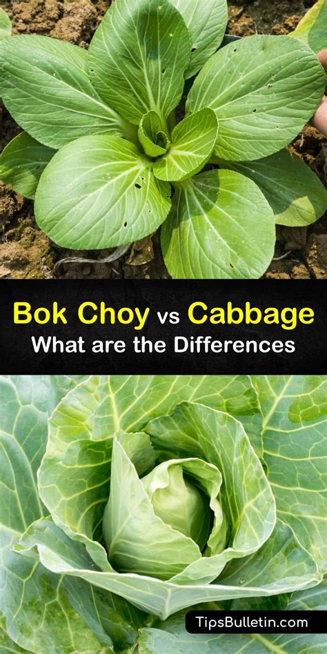 Differences Between Bok Choy And Cabbage