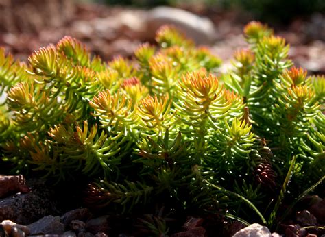 Sedum in Rock Garden – Photos Public Domain