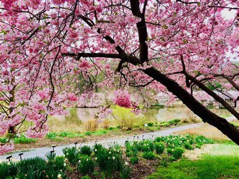 Visit Meadowlark Botanical Gardens For Year Round Beauty In Northern Va