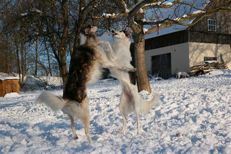 Borzoi Snow | Dog Food Guru