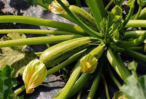 Guida Alla Coltivazione Delle Zucchine In Vaso Giardini Nel Mondo